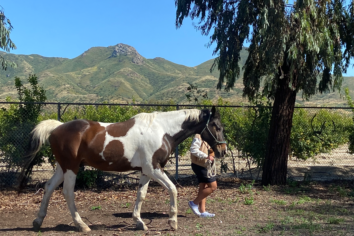 A Casa Pacifica youth leads a horse to the equine therapy pasture.